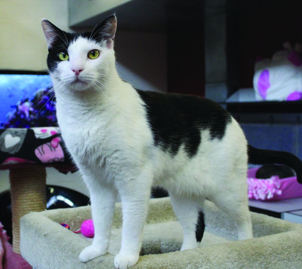 CatDepot's tweet photo. Meet this week's featured cat: Tomasso
https://t.co/TNzGIQ1Too
#AdoptDontShop #FeaturedCat #FureverHomeWanted https://t.co/YNfq35JneJ