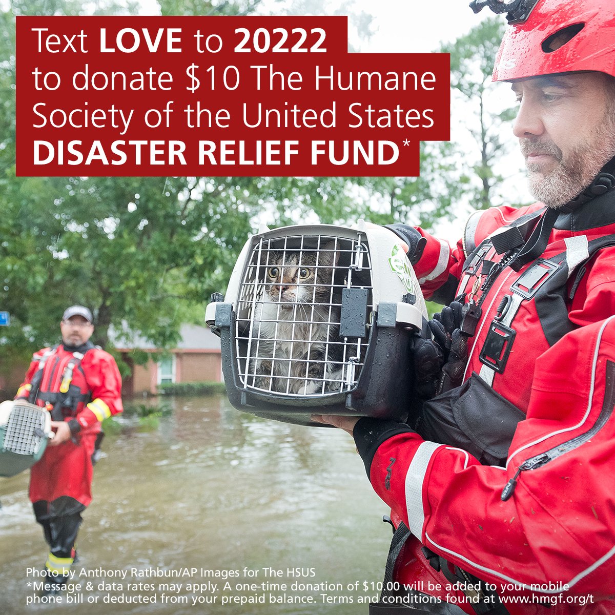 humaneworldorg's tweet photo. Please RT! 🐶🐱❤️ #HurricaneHarvey https://t.co/LEfNgITKxC