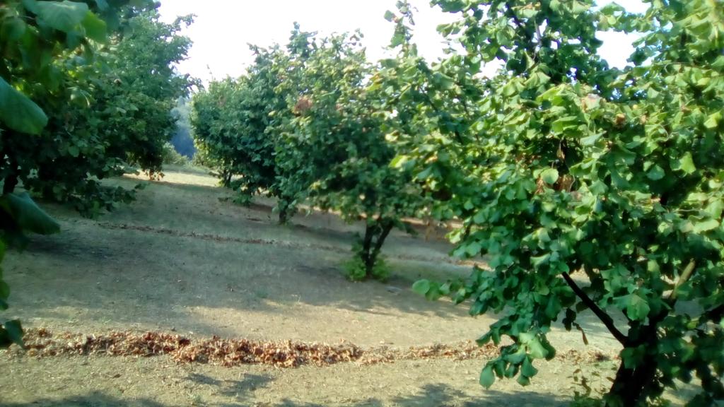 Kebun Store tweet media