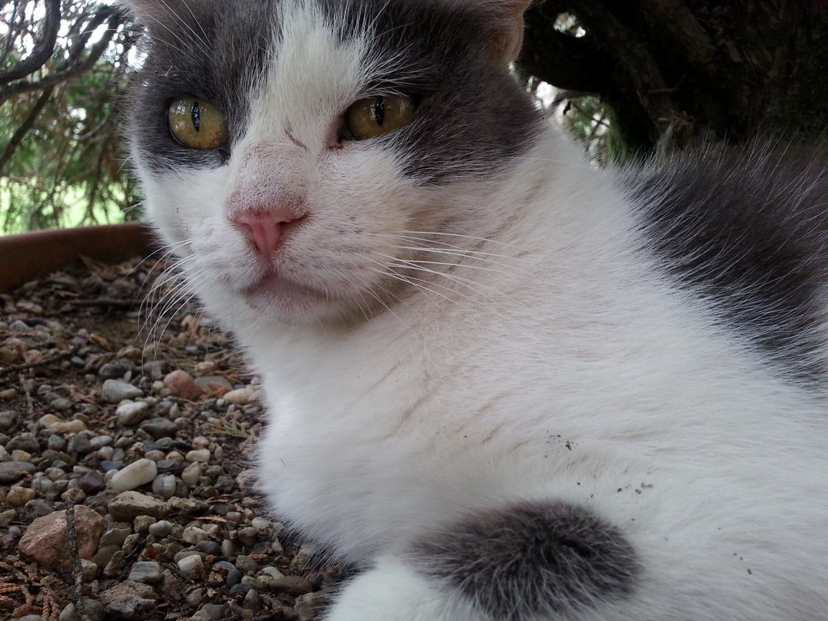 maolindas's tweet photo. Alla Certosa di Pavia gatti di #TempiRemoti e gatti dei nostri giorni!
#31Agosto https://t.co/klJLHOLCQb