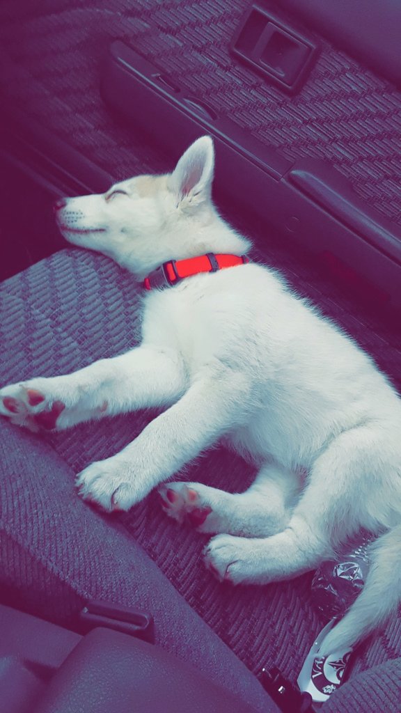 DCbrenn22's tweet photo. My new pup😍😍 #PackOf2 #SiberianHusky https://t.co/yetYIEUjAF