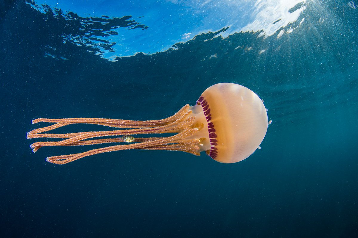 a small fish takes shelter in the tentacles of a jellyfish. #nature #oceans #scenery amp.gs/phfl