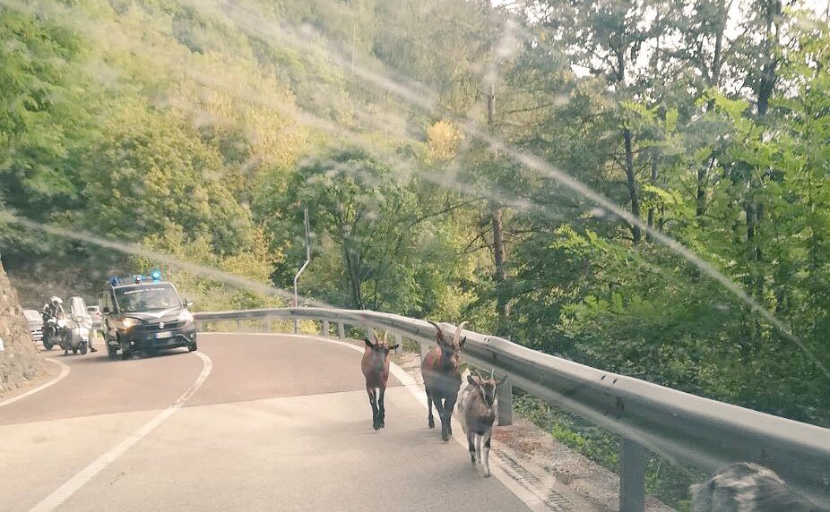 VVFLevicoTerme's tweet photo. 31/08/2017 16:30 #recupero animali su #SP228 https://t.co/uMMn6lIy6Z