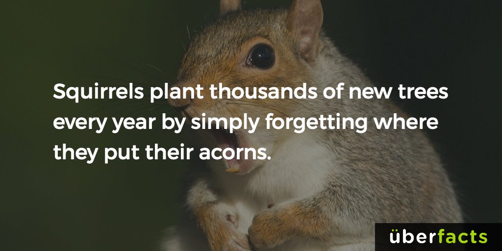 UberFacts's tweet photo. Squirrels plant thousands of new trees every year... https://t.co/ivXGrOohTp