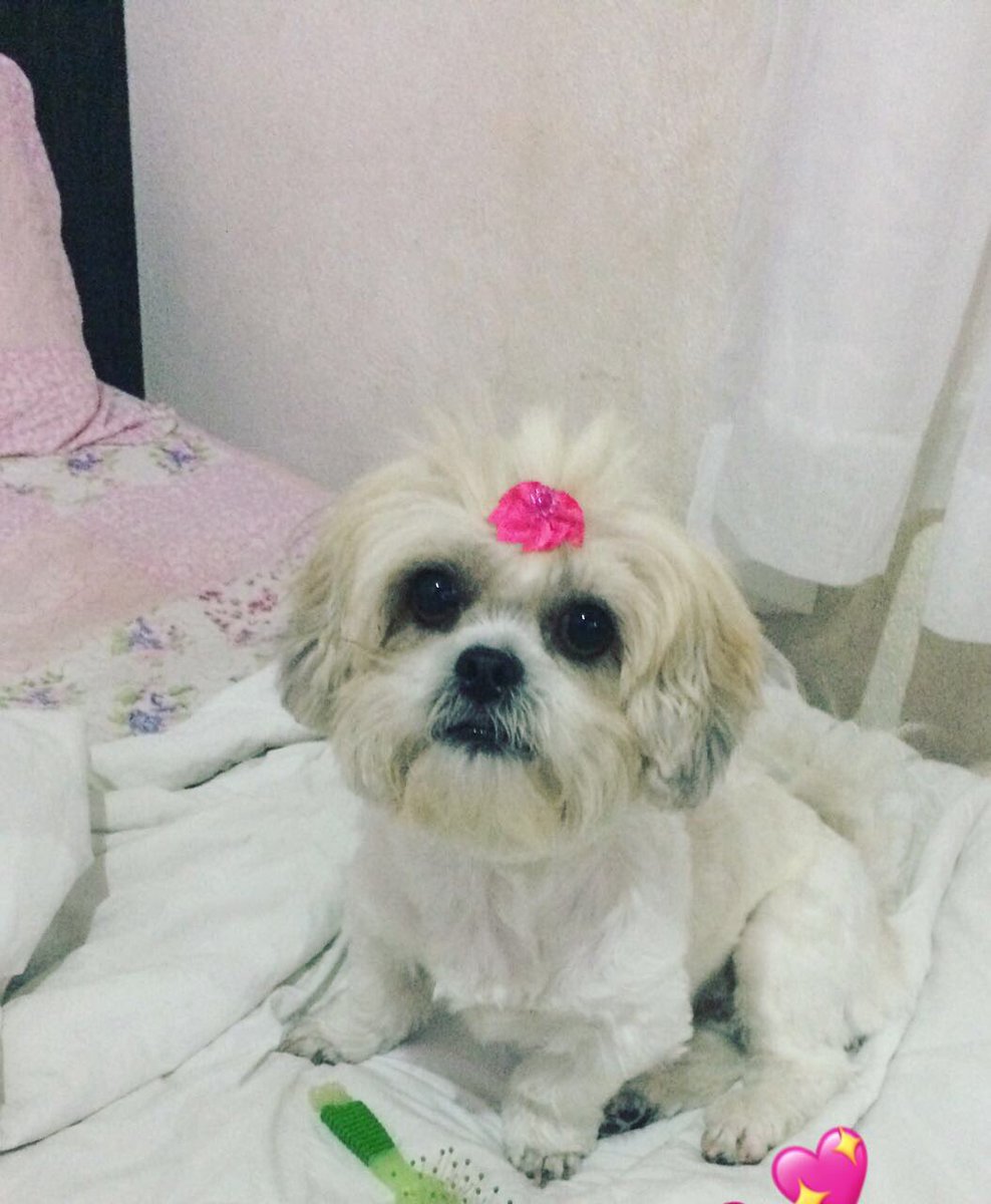 RafaApCarvalho's tweet image. Minha filha 🐶😍❤️