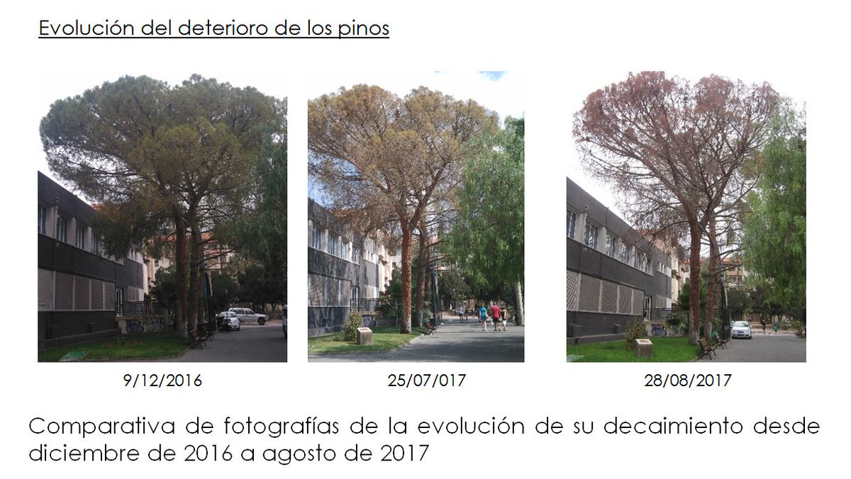 AytoAlhama's tweet photo. El deterioro de tres pinos secos en el Parque de La Cubana obliga a talarlos https://t.co/DR6jqSdY0q https://t.co/iTbPdPLJUL