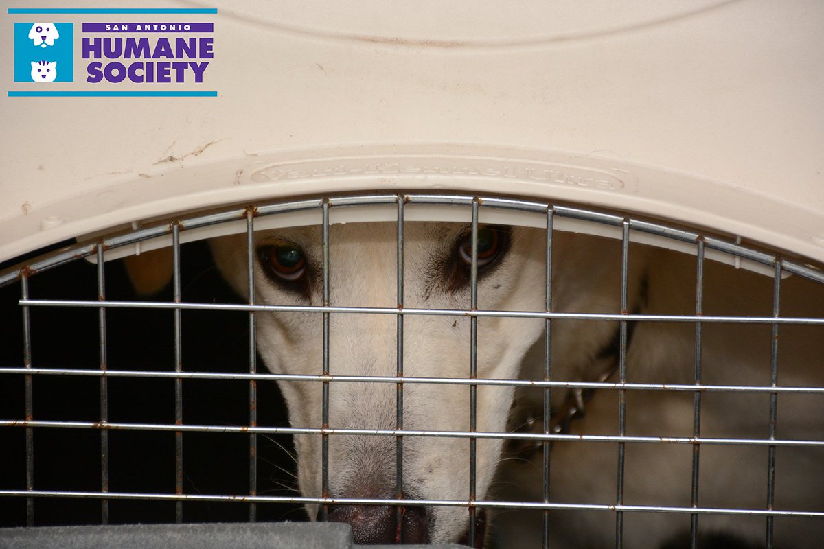 sahumane's tweet photo. The SAHS have an emergency fund, Harvey’s Heroes, to offset expenses to help us shelter pet evacuees &amp; strays https://t.co/bWeb2l5kGR https://t.co/4OXcobrXdB