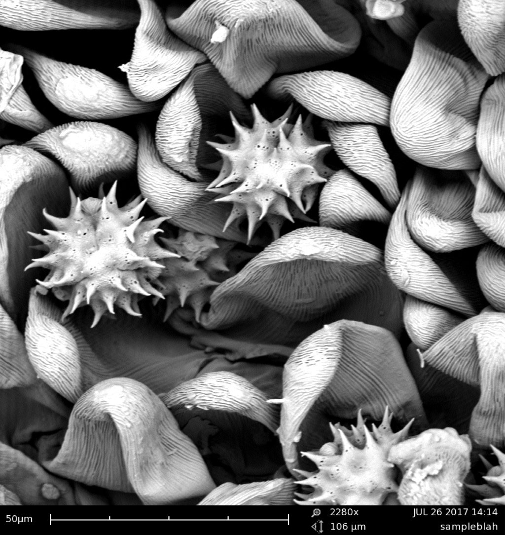 duke_smif's tweet photo. Our pollen image with the portable SEM made the Duke Research 1,100 Words gallery! #tinycool #SEM #STEM
https://t.co/wAr5jAHeuB https://t.co/23Yzn0LgXO
