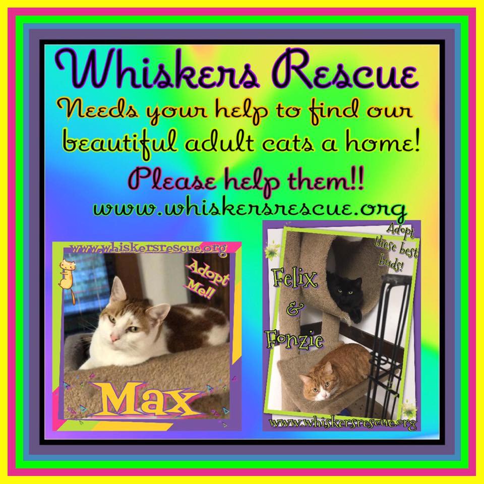 Whiskers Rescue (WhiskersRescue) Twitter