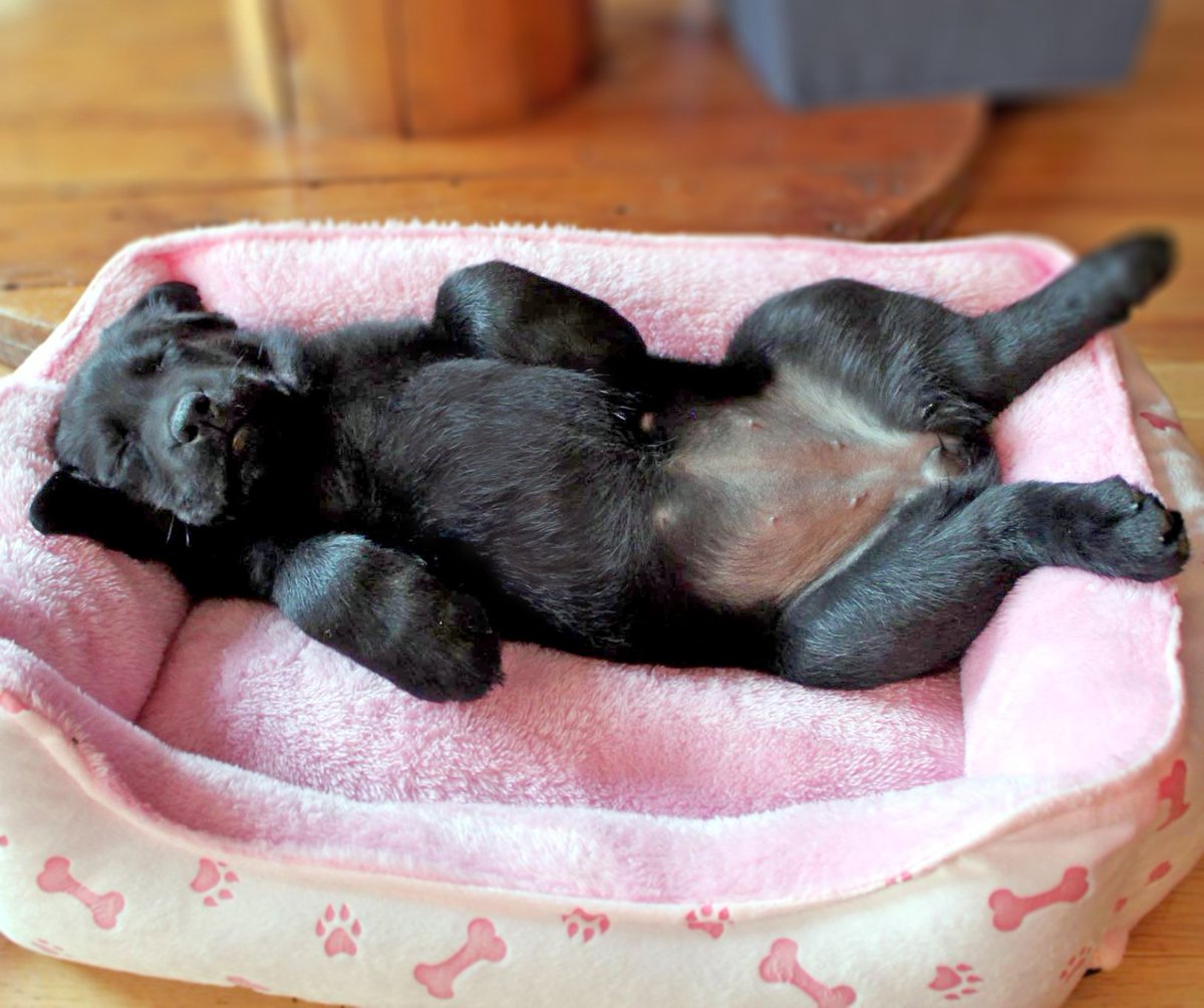 greencapes's tweet photo. I'm not sleepy, just resting my eyes 'till the next cookie...  - xoxo Marin
#puppy #dog #puppies #dogsoftwitter #cute https://t.co/T9EQDPIYsq