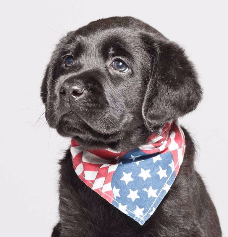 planetdoglife's tweet photo. Help name our sponsored Maine service puppy through @AmericasVetDogs! Now through next week, submit your vote here: https://t.co/SjntHiEdbw https://t.co/cq0Y4yGVWm