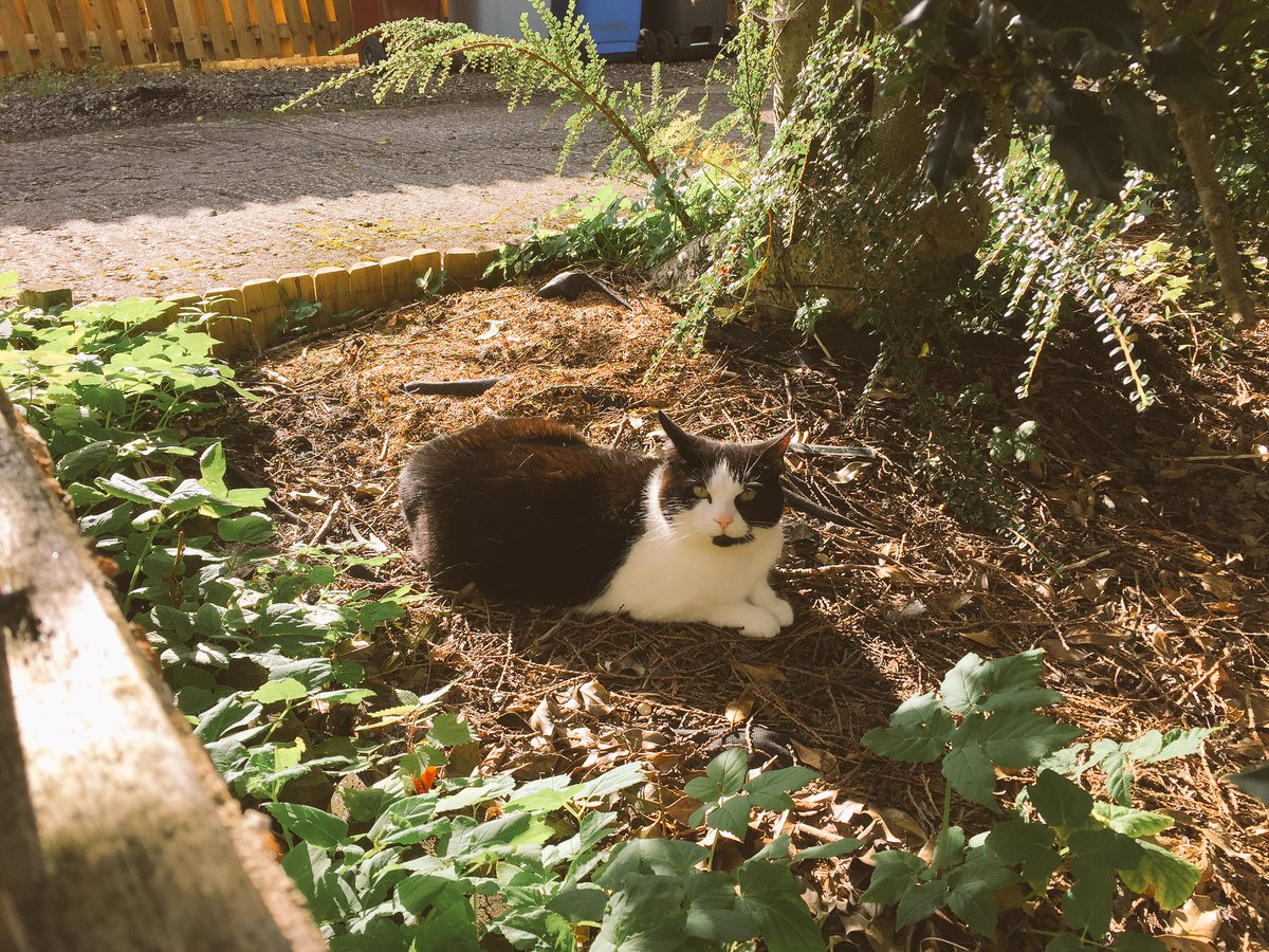 AlfordCat's tweet photo. Someone wanna rub some suncream on my back? https://t.co/wgvJlQdyGU