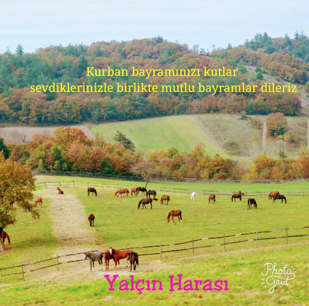 YALÇIN HARASI SATIŞ (@yekurisatis) on Twitter photo 