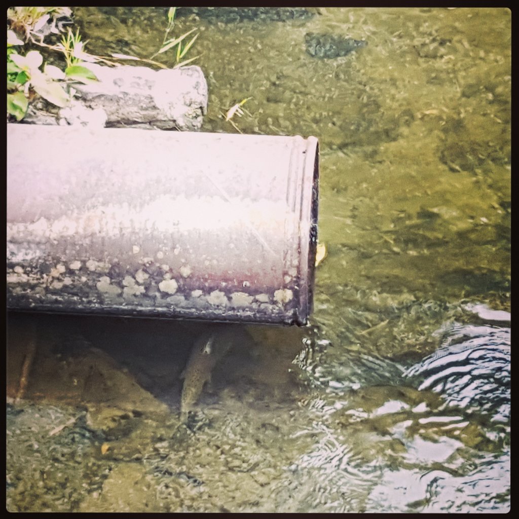 issaquahfish's tweet photo. They're back! #Chinook have returned to #issyfish as of Wednesday, 8/30. Not much to see yet, but keep an eye out! #salmon #issaquah https://t.co/YO5eSbj4Zn