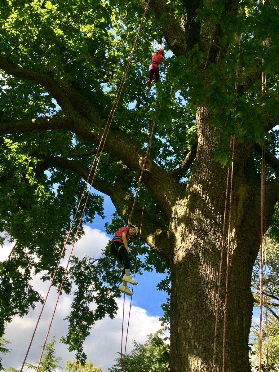 BeccaSilverwood's tweet photo. The little one climbing with The Great Big Tree Company @shugboroughNT #SoBrave #SoHigh #SoSuper https://t.co/i41f27oZqI