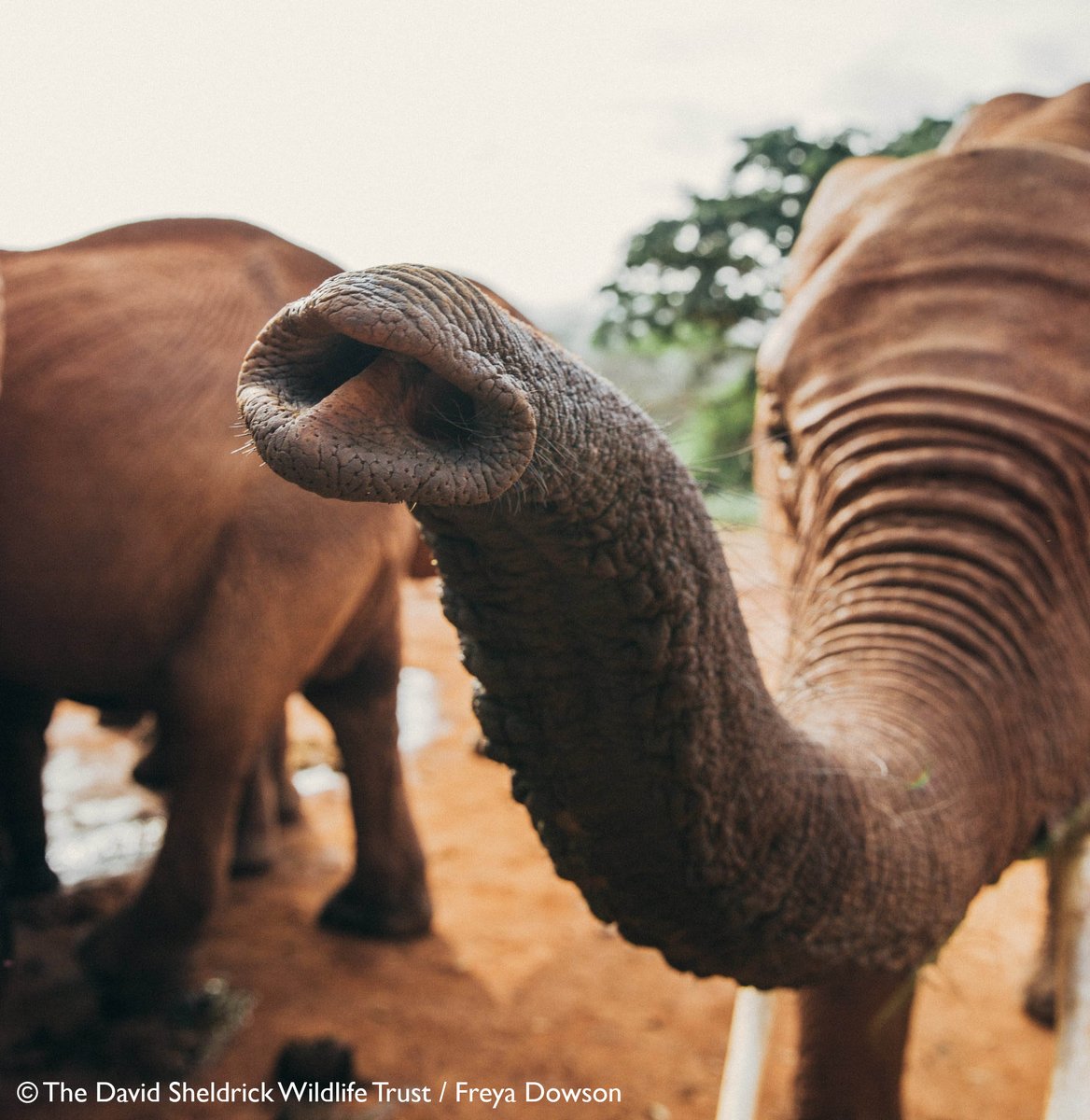 SheldrickTrust tweet picture