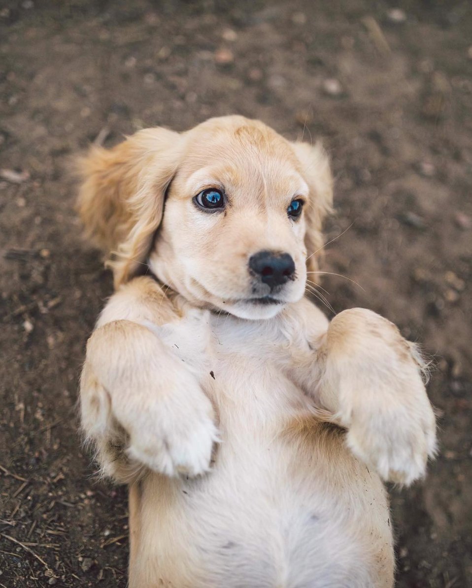 This is Bentlee, the 12wk old Cocker Spaniel/Golden Retriever mix. Bentlee's fearless until she sees a bigger dog, then she plays cute