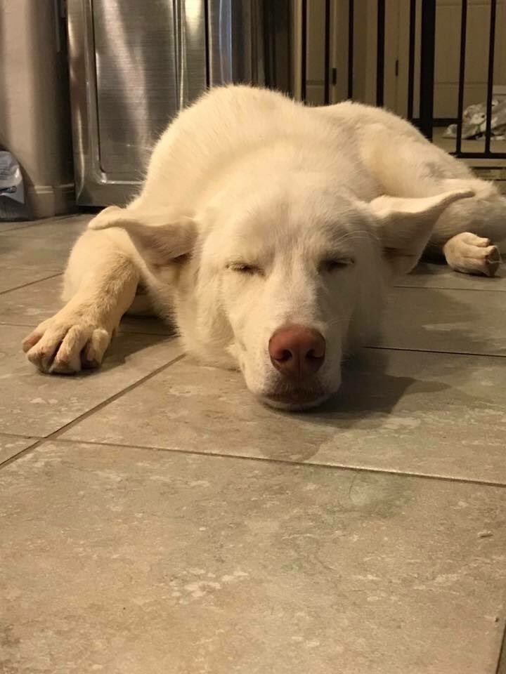Bobsaid's tweet photo. For Ghost. #Destiny2 #doitforthepuppies https://t.co/xg8hPpi4Ge