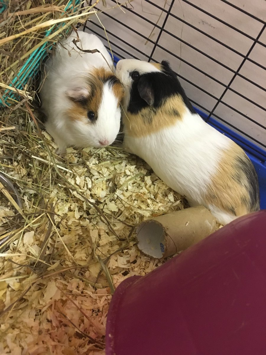 swish_alicious's tweet image. Meet my new babies❤️ #dynamicduo #ineednames