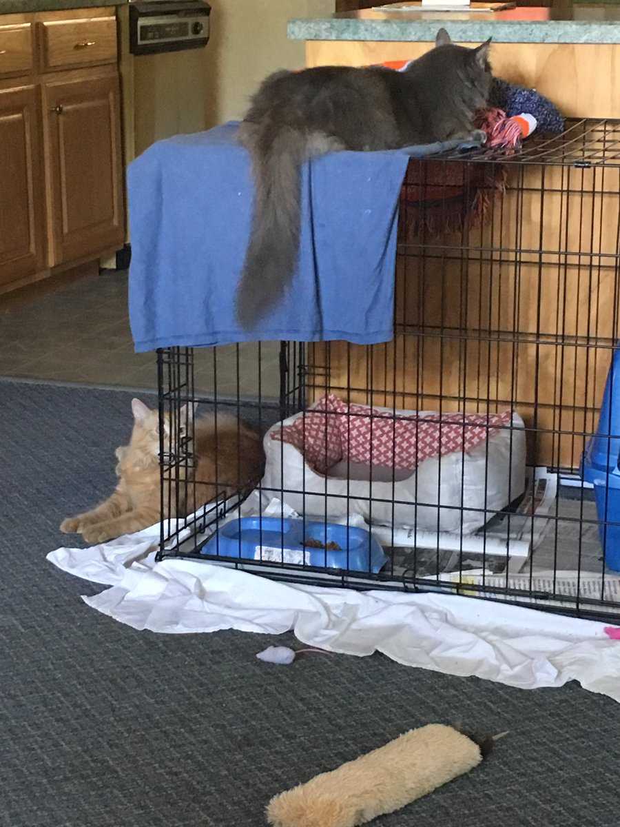 Low7Erin's tweet photo. My cat chewy (orange) made a friend at my aunts house ☺️I miss chewy 😢 https://t.co/8AXoMbZvBa