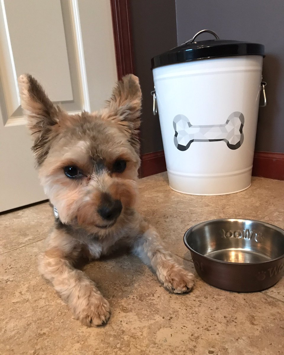 Wicket The Morkie tweet media