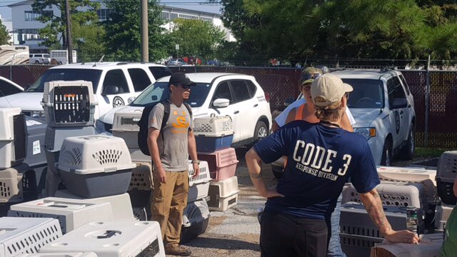 code3associates's tweet image. Today's mission included rescue for 100 cats &amp;amp; dogs from Galveston Island. Want to know how you can assist? Visit: bit.ly/2iK8Rsc