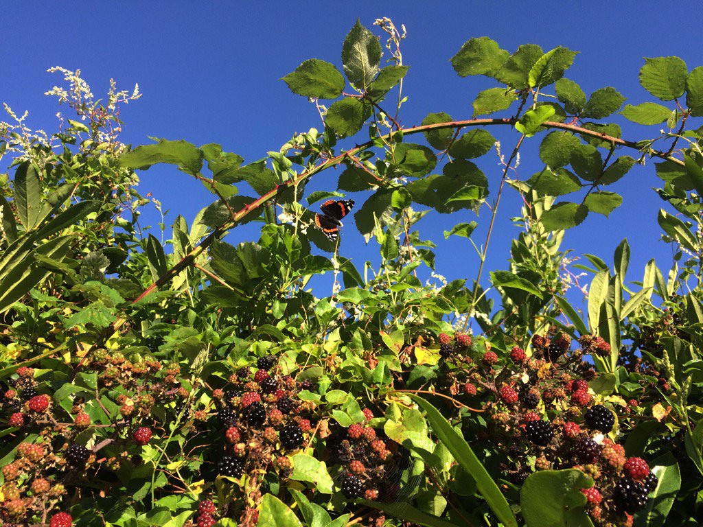 AngelikaHTCG's tweet photo. Yew hedge playing host to #Brambles, #RussianVine, Spider's web &amp; a rather fine #Admiral - sweet dreams! 😴✨🌜 https://t.co/5sVY6cJwMU