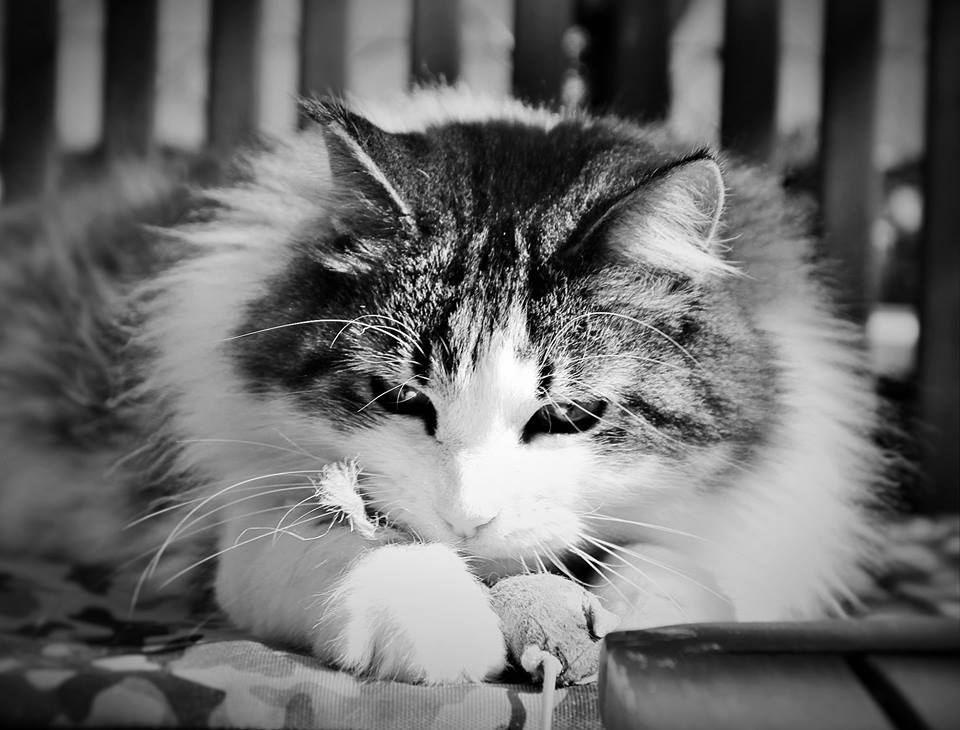 fr_dogadventure's tweet photo. #animaux #chat @30millionsdamis #photographieanimale #cat #FA #protectionanimale #contrelabandon
Mon chat, adopté pour lui évité l'abandon https://t.co/tbsJZAN9AS