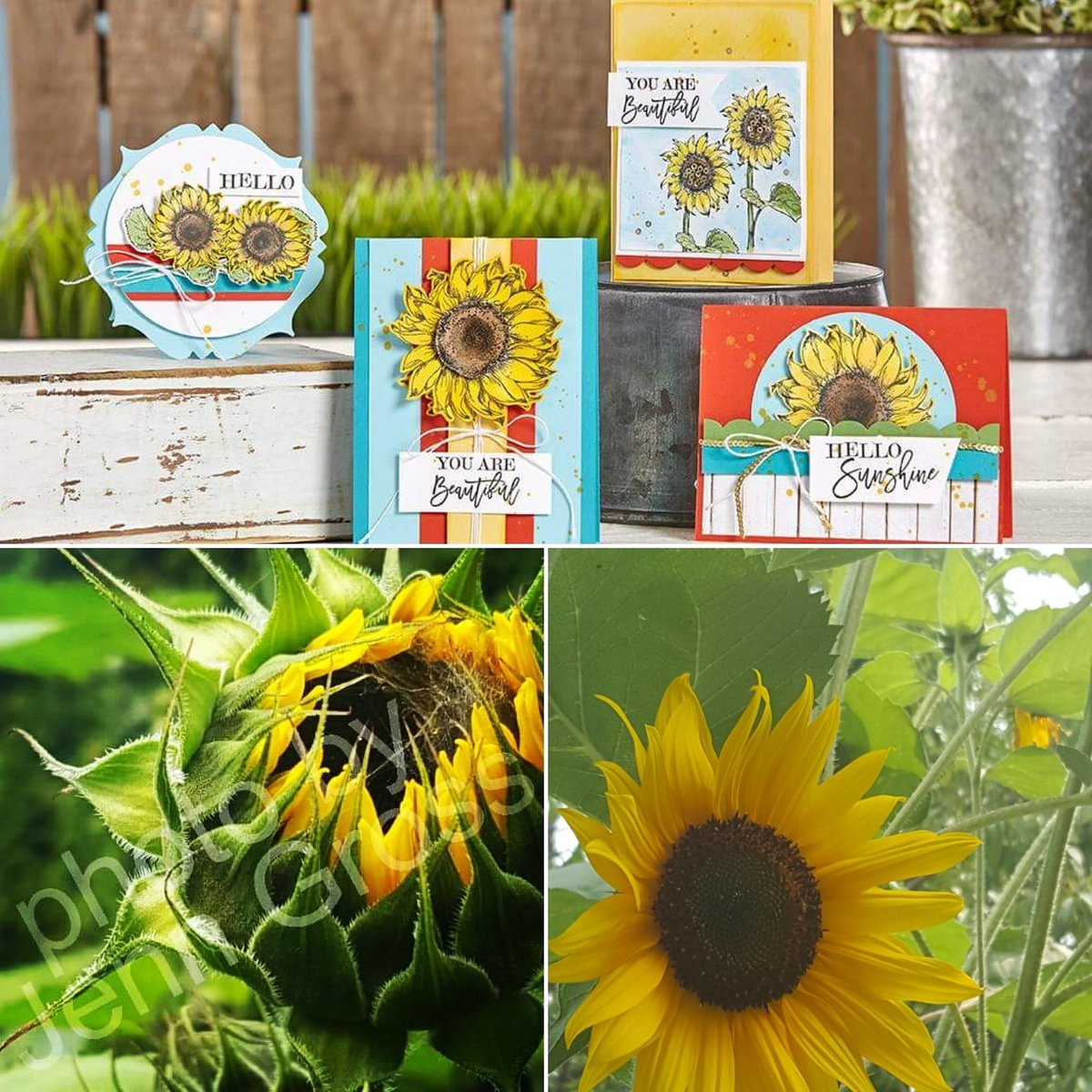 FSJourneyCoach's tweet photo. Enjoy these pics and a Sneak Peek of the Sept Bloom Box. to get the #exclusive Hello #Sunflower Stamp Set subscribe:
https://t.co/79x1LFF6Us https://t.co/h3quFSKhDH