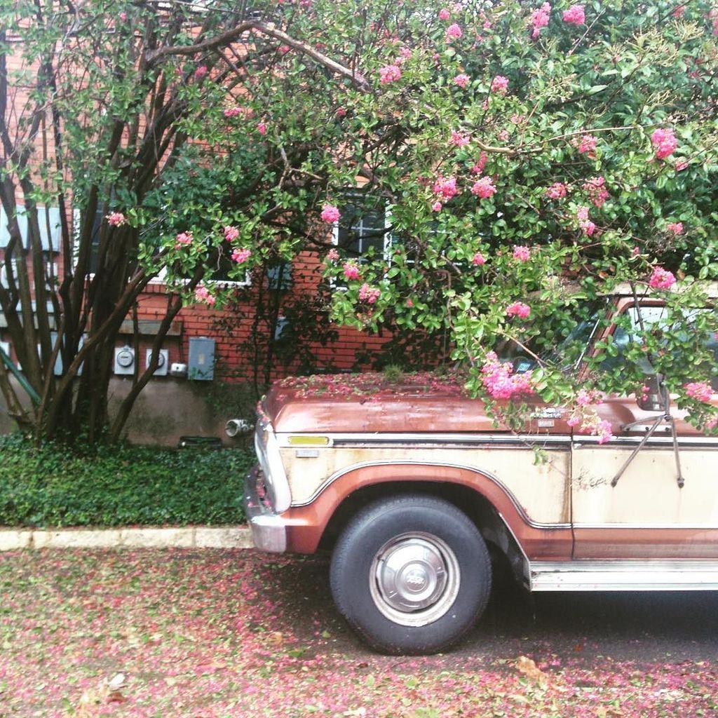 chrisbodhi's tweet image. All that rain confused this tree. #springhasnotsprung #latergram ift.tt/2emGewi