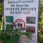 Photo by IFI Invasive Species (@AISIreland)