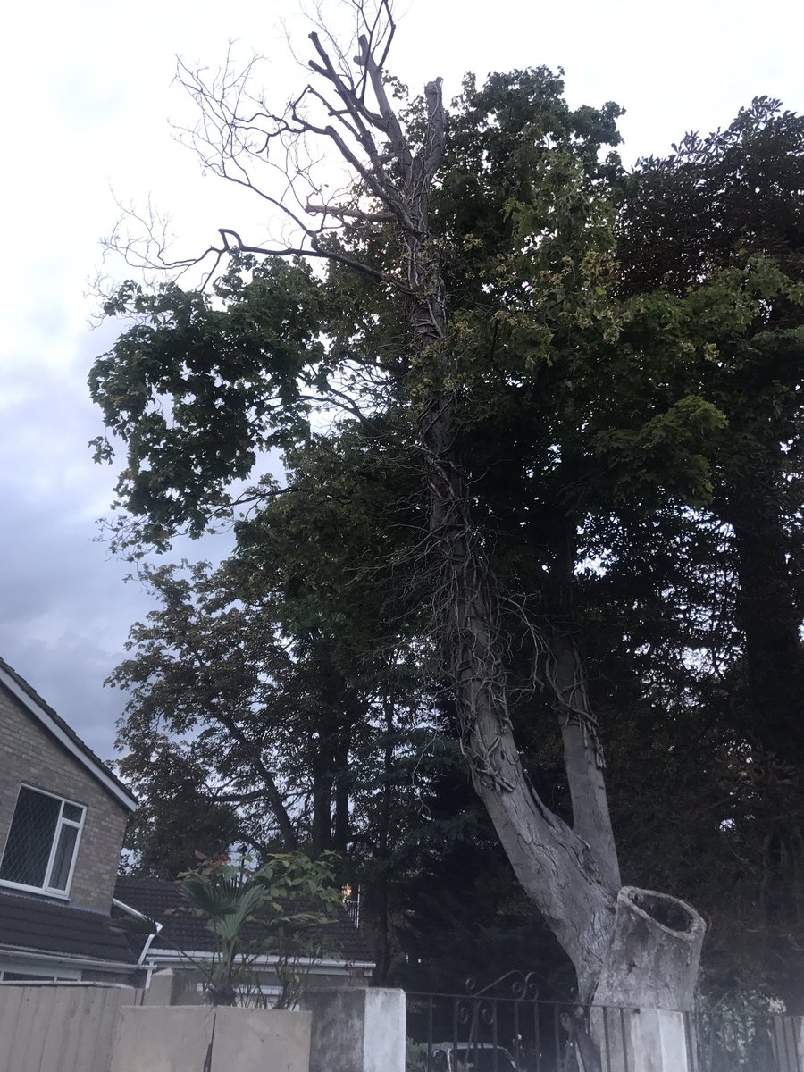 ThorsTrees's tweet photo. ALWAYS USE A PROFESSIONAL!!.. Poor pruning practices by unskilled, unqualified workman can be detrimental for trees... #Poor #Treework https://t.co/iZ6o2r946Q