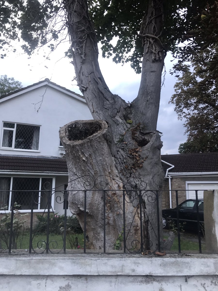 ThorsTrees's tweet photo. ALWAYS USE A PROFESSIONAL!!.. Poor pruning practices by unskilled, unqualified workman can be detrimental for trees... #Poor #Treework https://t.co/iZ6o2r946Q