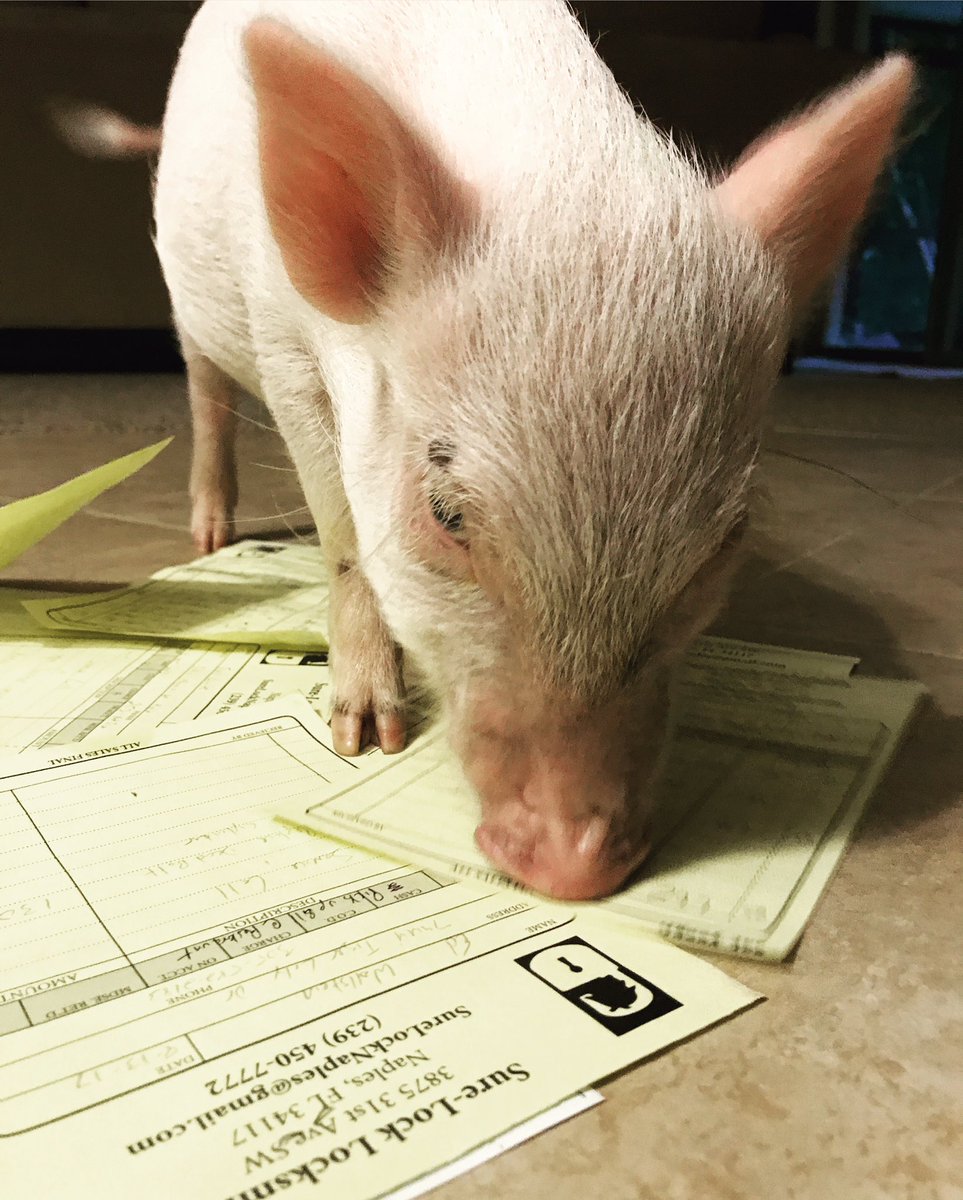 locksmithnaples's tweet photo. Paperwork with the pig last night after a busy day! #locksmith #childlabor #grind #naplesflorida #naplesfl https://t.co/I30M73jJVJ
