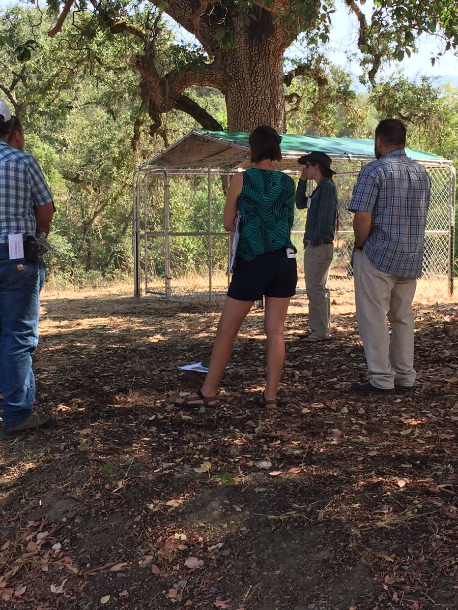 HoplandREC's tweet photo. Demonstration time at our living with wildlife workshop. #e-shepherd, #foxlights #guardiandogs #projectcoyote #mountainlionfoundation https://t.co/JQ08C48buu