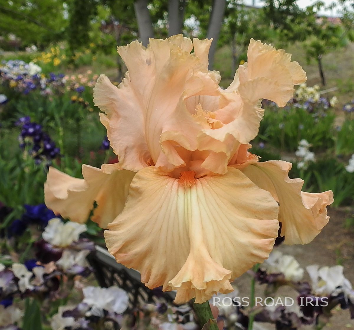 RossRoadIris's tweet photo. BOLD AS LOVE - Tall Bearded Iris #GardenersWorld #Thegoodlife #gardens https://t.co/o7b6rr5atS https://t.co/nogEg8hzw5