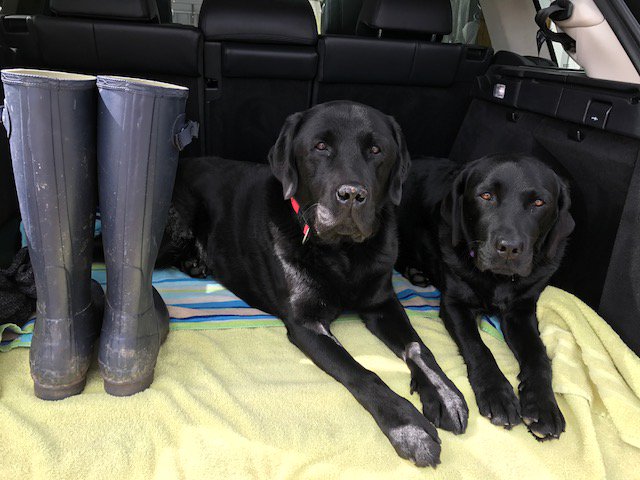 CherishCottages's tweet photo. Waiting to get back on the beach! #DogBeachBan #NearlyOver #StIves - call us to book your own #petfriendlybreak
https://t.co/h7xPEIlsJe https://t.co/6RUrYHYhiN