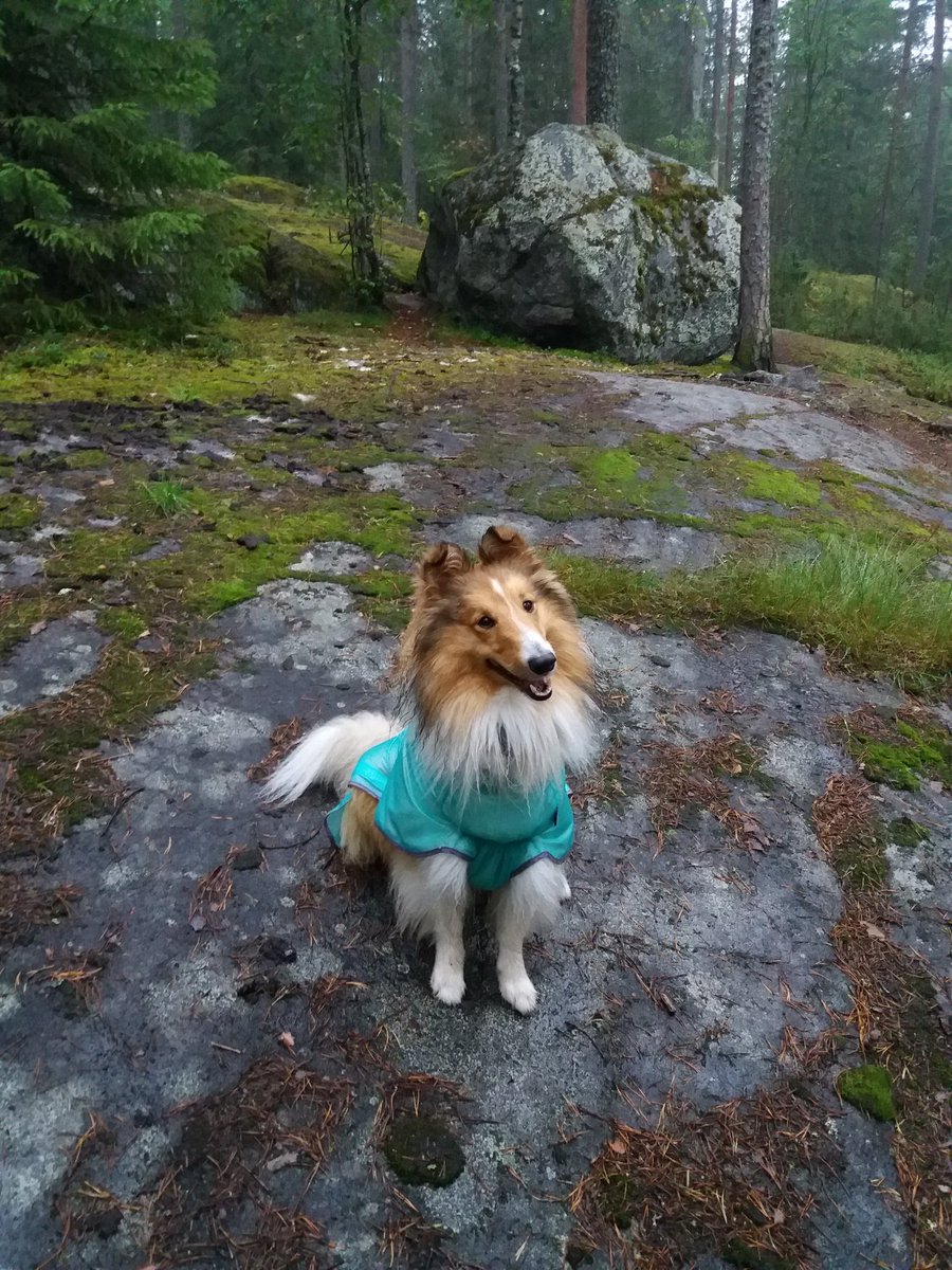 Winstonvonfluff's tweet photo. I wore my new raincoat today! Was okay but not as nice as a long walk in the forest! ☔🍁🌳 #AutumnIsComing https://t.co/Cbjs6WafAb