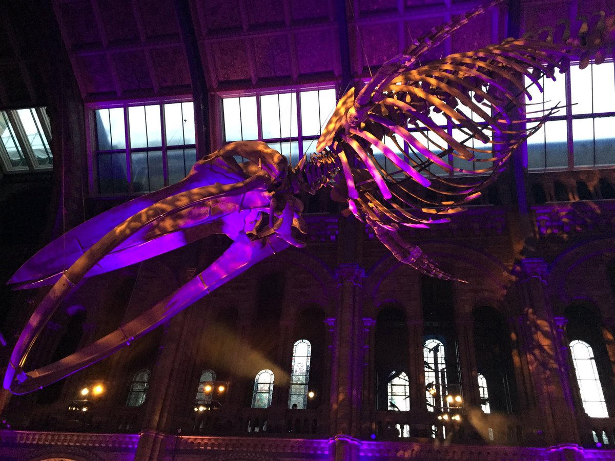 amthiebault's tweet photo. At the launch of #AutumnSeason @NHM_London celebrating London's culture. Beautiful venue and setting! https://t.co/rKLEZVcV4G