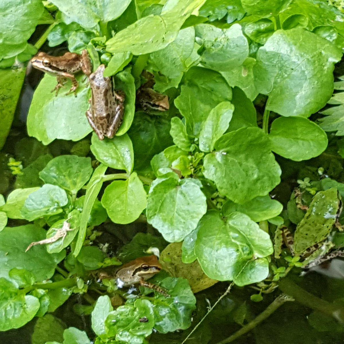 Ezra1618's tweet photo. How many frogs can U spot if U could spot a frog w/spots? @MountainsTrust @SantaMonicaMtns #BajaTreeFrog #biosurvey #EveryFrogIsBeautiful https://t.co/kQ9thmRzRB