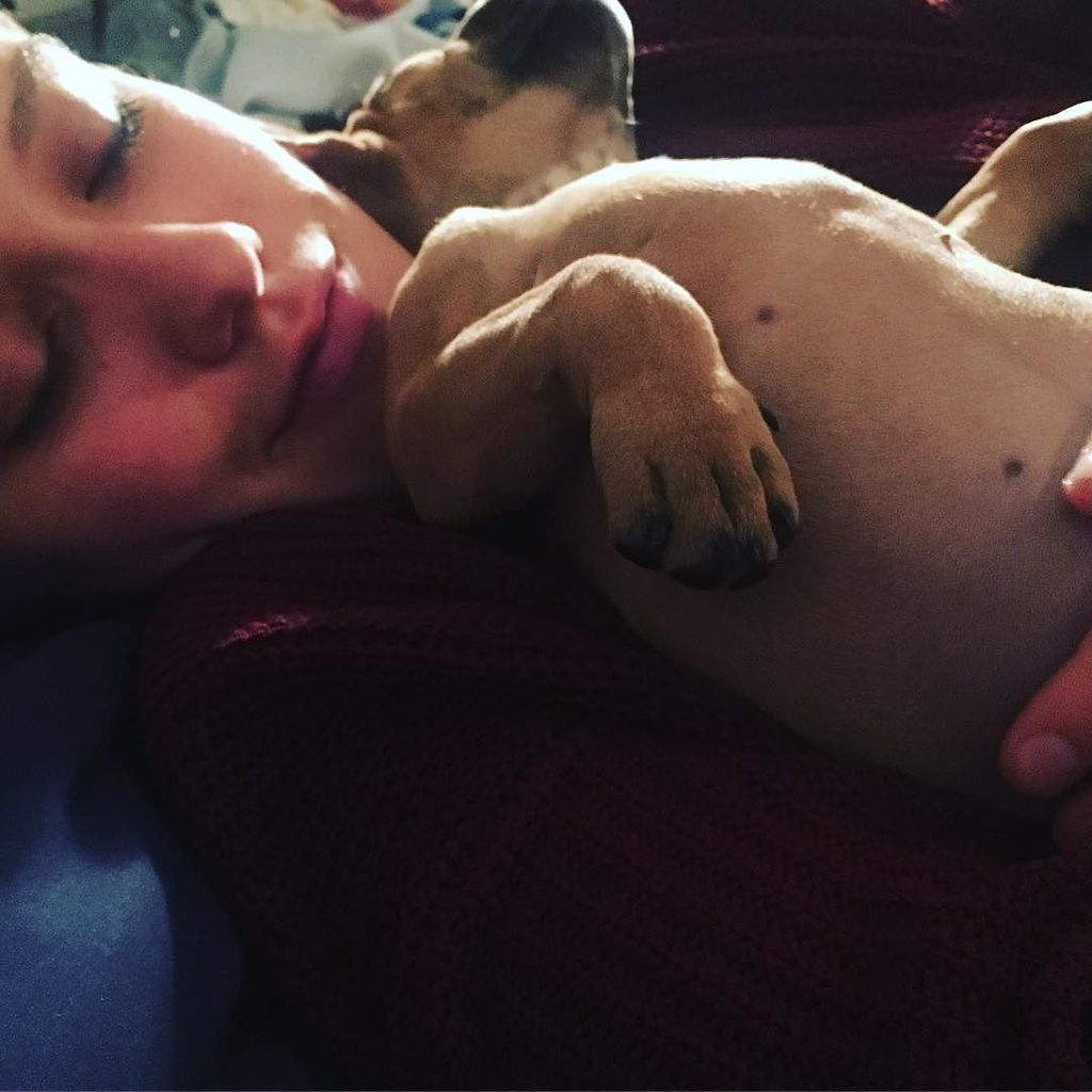 TheaBrooks's tweet photo. I hang out with puppies sometimes #minipit #bellyfordays #happiness #harlequin #uptownpup https://t.co/49VCMsvseJ https://t.co/RFJUOzJCEg
