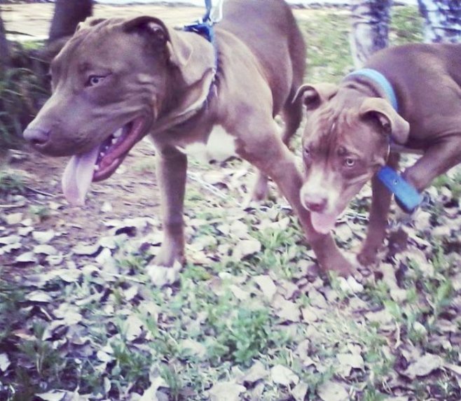 ABCDigital's tweet photo. El hombre atacado por seis perros de la raza pitbull sigue delicado. https://t.co/e4UfX85V4F https://t.co/qXiKctvTpS