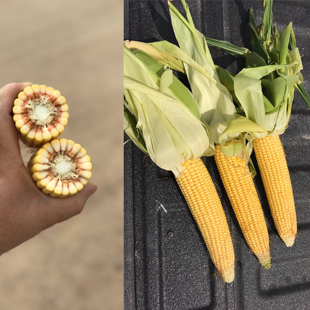 The_JohnnyO's tweet photo. Lots of grain in this #P0956 #BMR hybrid from @DuPontPioneer! It won't be long before this will be chopped for silage in Northern Colorado. https://t.co/H1vCAWEr8z