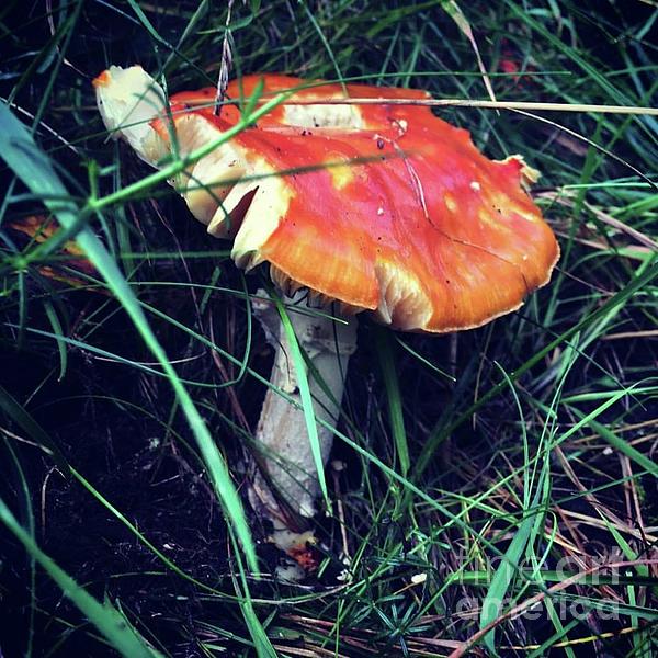 thatsasnap's tweet photo. New artwork for sale! - "Not Mushroom for More" - https://t.co/BteIX0JYrr @fineartamerica https://t.co/OQuZl2EIFE