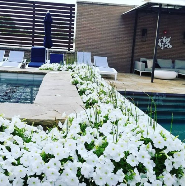 In full bloom. 🌻 #HighlandDallas 📷: @ozziengraving