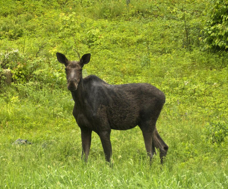 Fish And Wildlife Commissioner Louis Porter On The State Of The State's Wild Population bit.ly/2wqMGL7 https://t.co/pu41LPZ5xQ