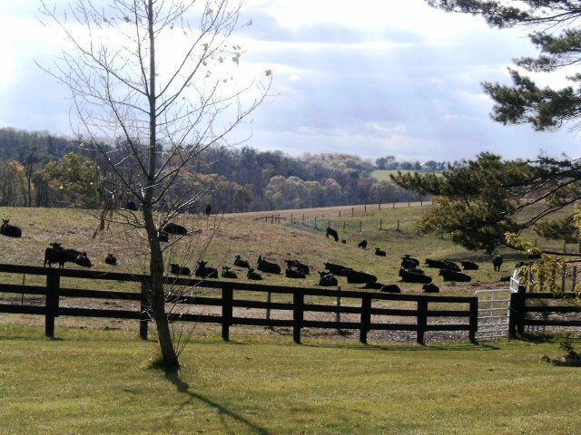 LilPonderosa's tweet photo. Raising and eating #grassfedbeef is a thing of beauty #omega3power https://t.co/L0S2EfypsB