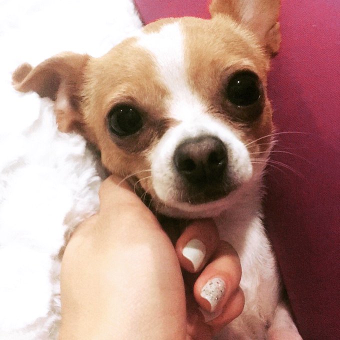 @olivianovaxxx @Zoey_Taylorxxx The 3 of us?? 😍 https://t.co/DHyk0z0hR2<a class="tags" target="_blank" title="On Twitter" href="/?out=eyJ0eXAiOiJKV1QiLCJhbGciOiJIUzUxMiJ9.eyJpYXQiOjE3MjA4OTQyOTYsImlzcyI6InR3cG9ybnN0YXJzLmNvbSIsIm5iZiI6MTcyMDg5NDI5NiwiZXhwIjoxNzUyNDMwMjk2LCJyZWRpcmVjdF91cmwiOiJodHRwczovL3R3aXR0ZXIuY29tL29saXZpYW5vdmF4eHgifQ.21Vn-_yBCmiwPWVwdJ1rgitR0yccY9cP3NSvrLVPViW-xa8A4qu-6MYqsnszJrOsgiV3VVCUhSIOU3lz0S1UmA">@olivianovaxxx</a><a class="tags" target="_blank" title="On Twitter" href="/?out=eyJ0eXAiOiJKV1QiLCJhbGciOiJIUzUxMiJ9.eyJpYXQiOjE3MjA4OTQyOTYsImlzcyI6InR3cG9ybnN0YXJzLmNvbSIsIm5iZiI6MTcyMDg5NDI5NiwiZXhwIjoxNzUyNDMwMjk2LCJyZWRpcmVjdF91cmwiOiJodHRwczovL3R3aXR0ZXIuY29tL1pvZXlfVGF5bG9yeHh4In0.U0c9VhEwvXrKRevkVHlxNUR9syQQZCWMBz-CtyBQae0s0p88tVvEfFXsxEzX6pTe9DgP_aFi2O-HlLGgCmxxlw">@Zoey_Taylorxxx</a><a href="/tag/nationalpetday"class="tags"><span>#nationalpetday</span></a>