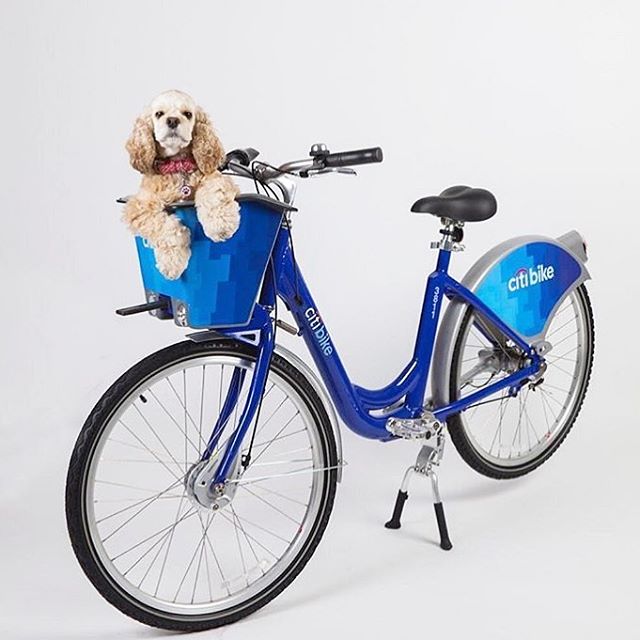 SUPR_MRKT's tweet photo. This past national dog day we featured our #CBO (chief bark officer) #MelonMob #CitiBikeMiami #DogLover https://t.co/byuYP6i49R