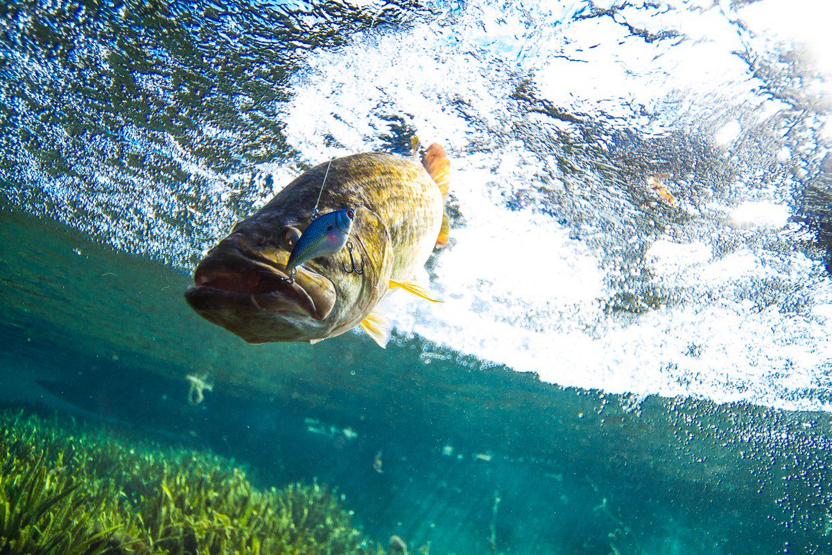 BassProShops's tweet photo. Are You a Warm Weather Angler? Take This Bass Tactics Quiz &amp; Find Out. https://t.co/l6iy471xKJ https://t.co/QEaeB1Xwln